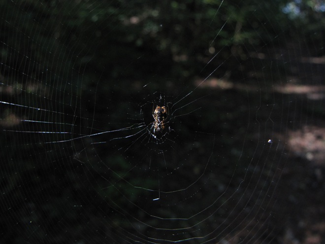 Micrathena Web Across Hiking Trail Micrathena Web Across Hiking Trail