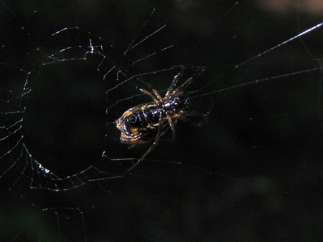 White Micrathena on Web White Micrathena on Web