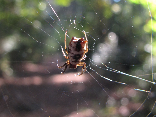 White Micrathena on Web White Micrathena on Web