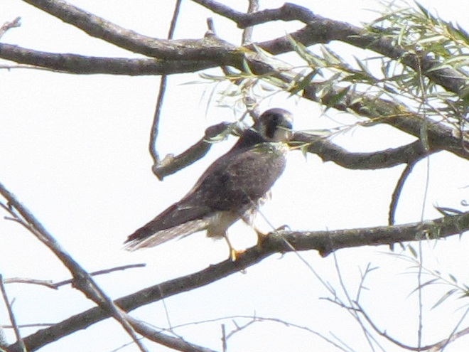 Tundra Peregrine Tundra Peregrine