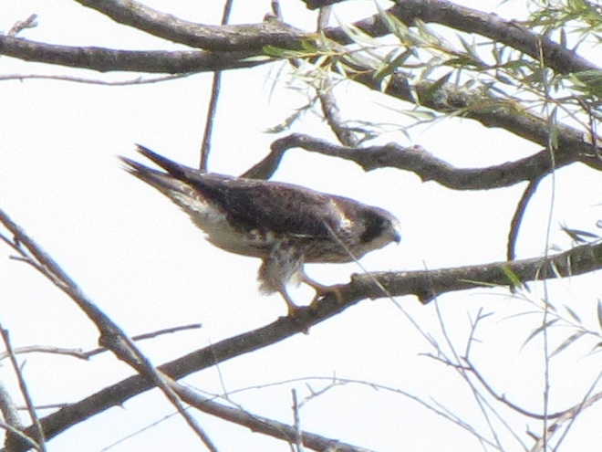 Tundra Peregrine Tundra Peregrine