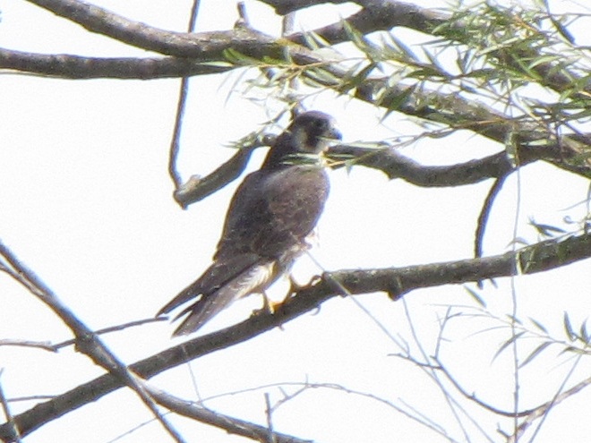 Tundra Peregrine Tundra Peregrine