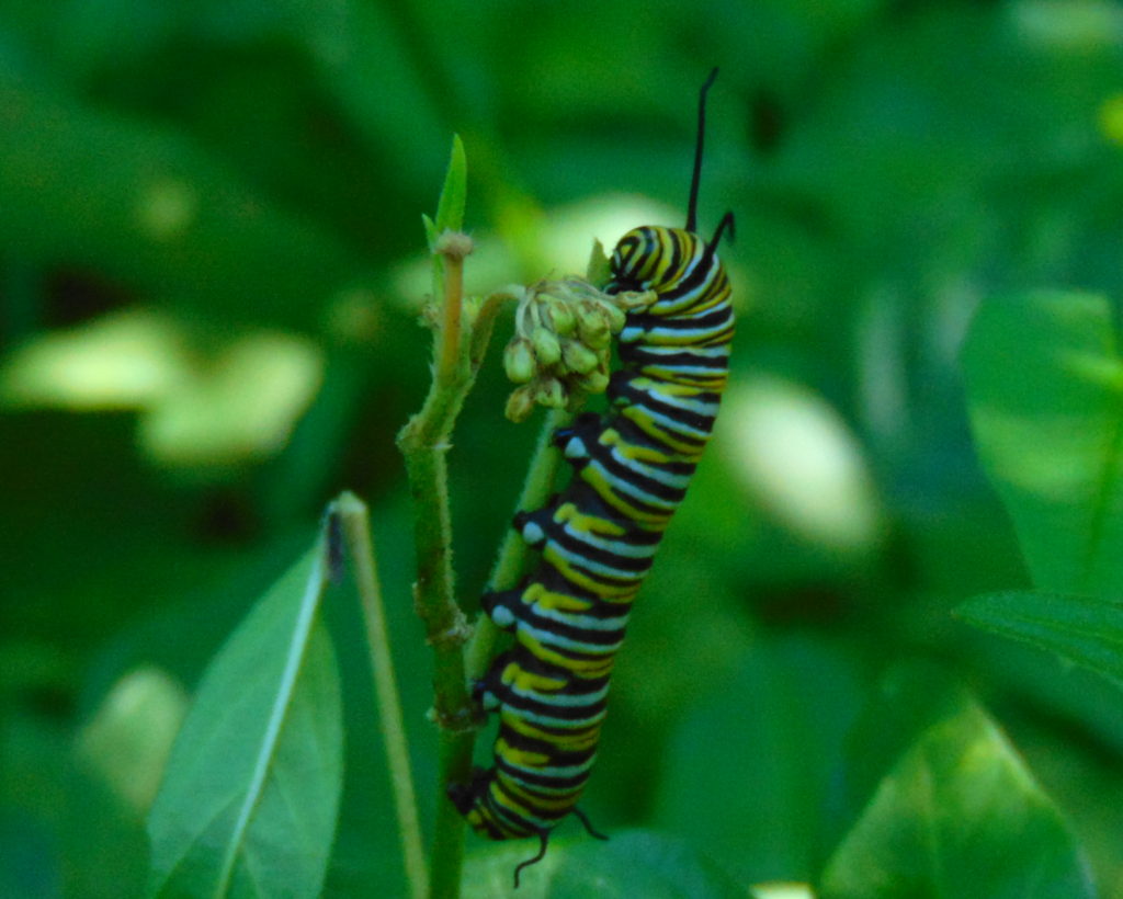 Monarch Caterpillar feeding on Swamp Milkweed
