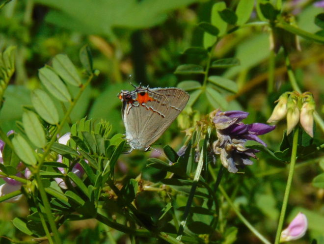 Butterflies of the Lower Susquehanna River Watershed: Gray Hairstreak