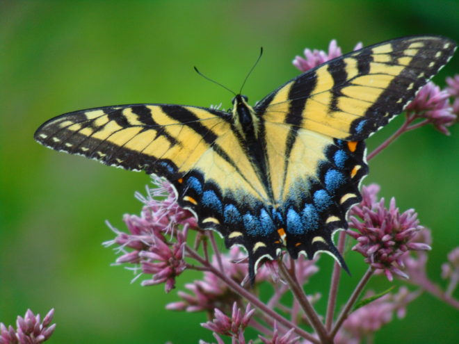 Butterflies of the Lower Susquehanna River Watershed: female Eastern Tiger Swallowtail