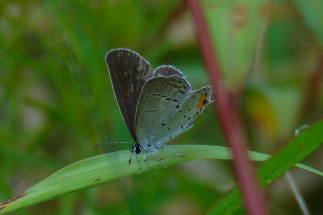 Butterflies of the Lower Susquehanna River Watershed: female Eastern Tailed Blue