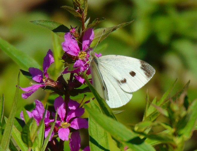 Butterflies of the Lower Susquehanna River Watershed: Cabbage White
