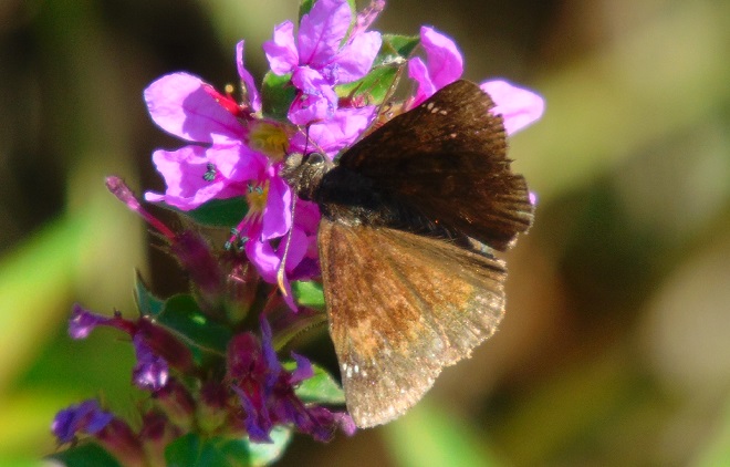 Butterflies of the Lower Susquehanna River Watershed: Wild Indigo Duskywing