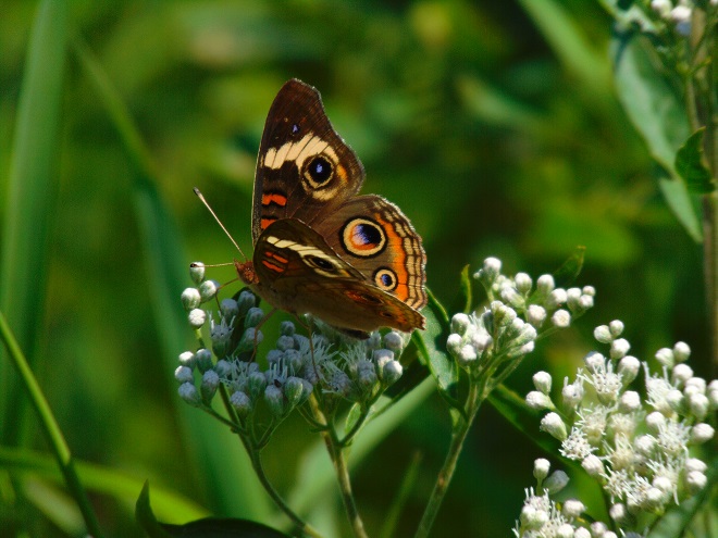 Butterflies of the Lower Susquehanna River Watershed: Common Buckeye