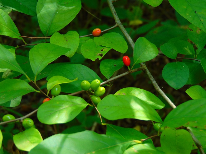 Common Spicebush foliage and berries.
