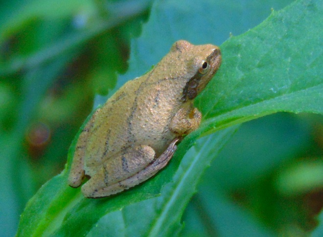 Amphibians of the Lower Susquehanna River Watershed: Spring Peeper