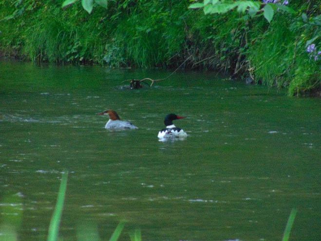 Birds/Waterfowl of Conewago Falls in the Lower Susquehanna River Watershed: Common Mergansers