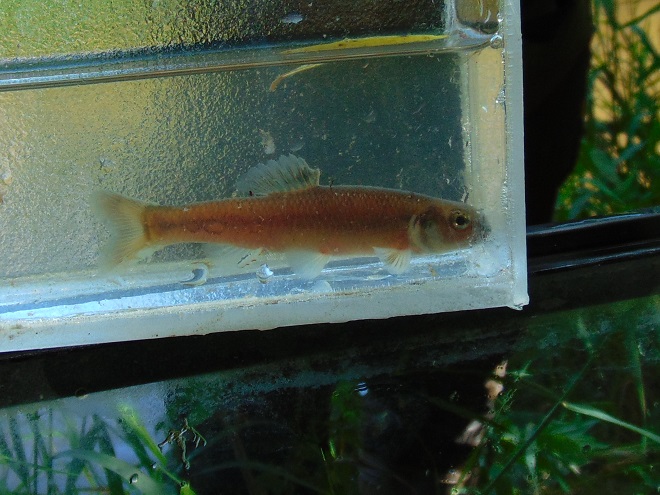 Fathead Minnow – LIFE IN THE LOWER SUSQUEHANNA RIVER WATERSHED
