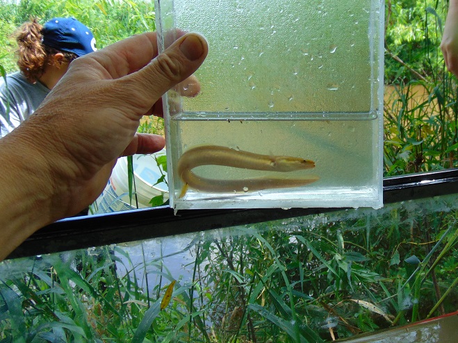 Fishes of the Lower Susquehanna River Watershed: American Eel