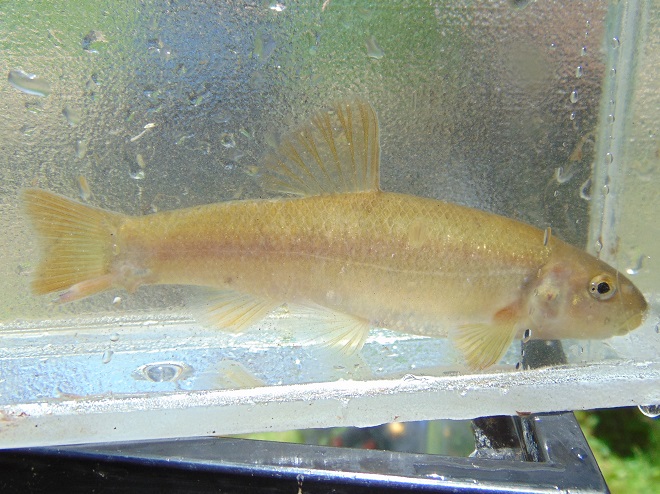 Fishes of the Lower Susquehanna River Watershed: Cutlip Minnow