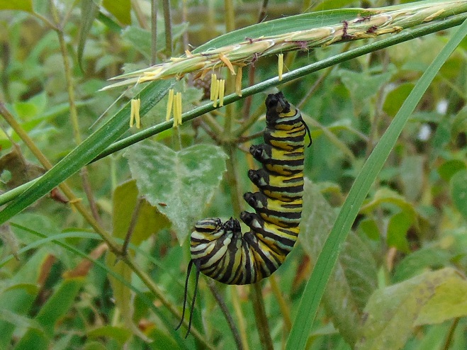 Butterflies of the Lower Susquehanna River Watershed: Monarch caterpillar fifth instar