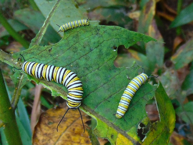 Butterflies of the Lower Susquehanna River Watershed: Monarch caterpillars 