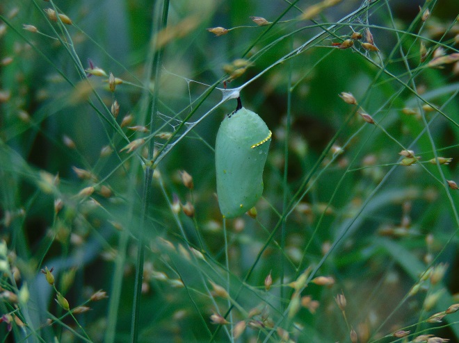 Butterflies of the Lower Susquehanna River Watershed: Monarch chrysalis