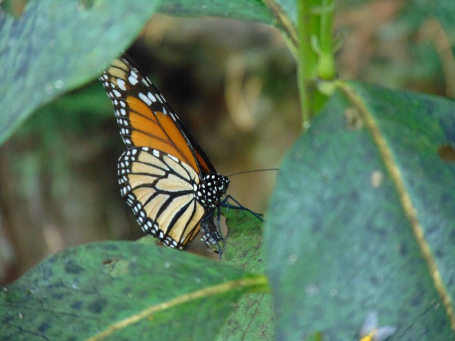 Butterflies of the Lower Susquehanna River Watershed: female Monarch depositing eggs
