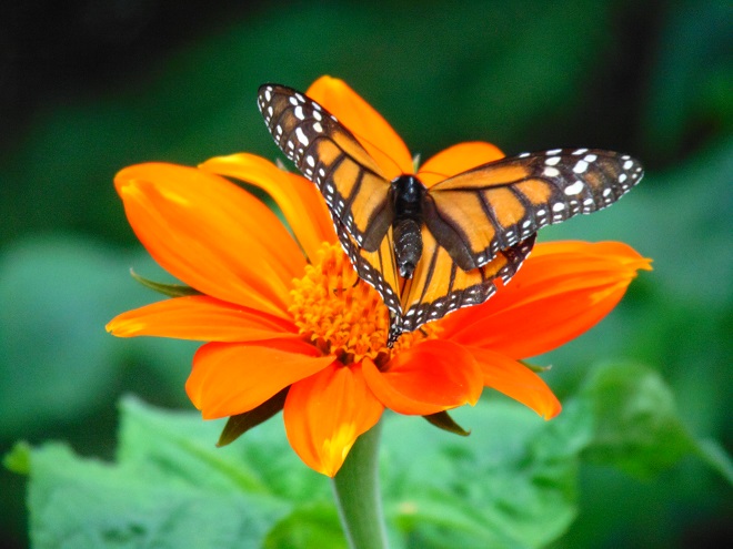 Butterflies of the Lower Susquehanna River Watershed: Monarch