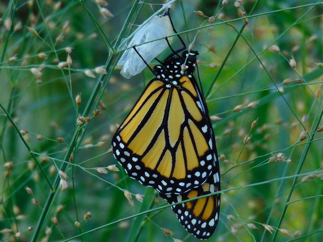 Butterflies of the Lower Susquehanna River Watershed: adult Monarch emerging from chrysalis