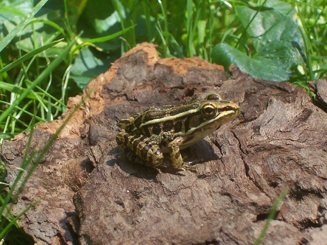 Amphibians of the Lower Susquehanna River Watershed: Northern Leopard Frog