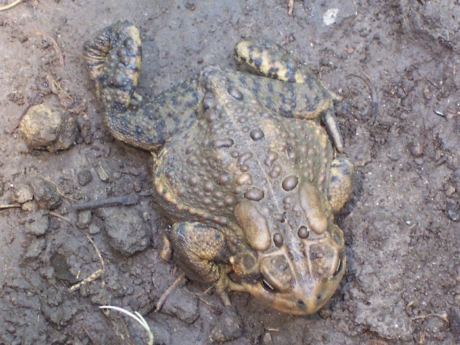 Amphibians of the Lower Susquehanna River Watershed: American Toad