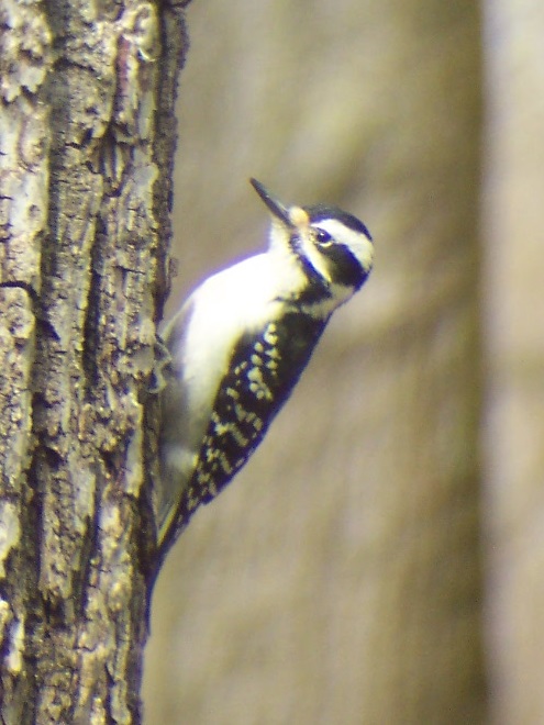 Birds of Conewago Falls in the Lower Susquehanna River Watershed: Hairy Woodpecker