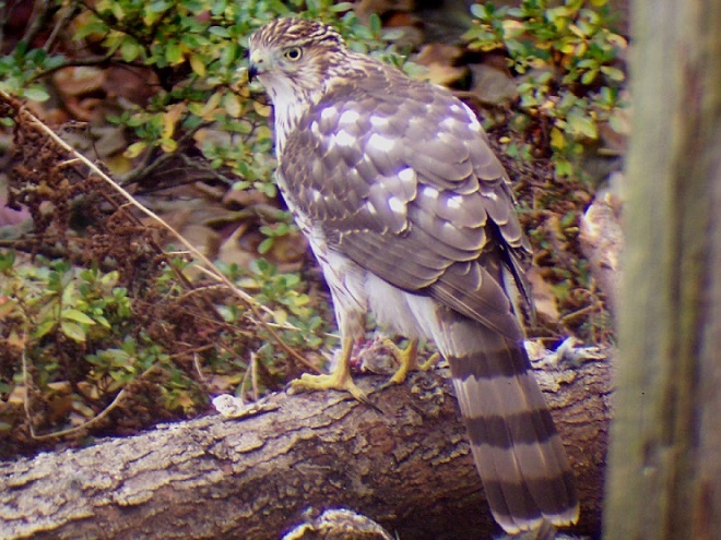 Raptor/Accipiter Identification: Cooper's Hawk