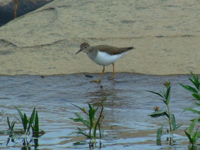 Birds of Conewago Falls in the Lower Susquehanna River Watershed: Spotted Sandpiper