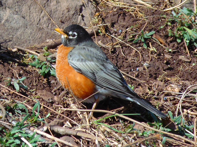 Birds of Conewago Falls in the Lower Susquehanna River Watershed: American Robin