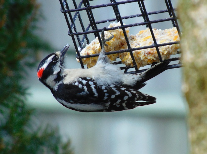 Birds of Conewago Falls in the Lower Susquehanna River Watershed: Downy Woodpecker