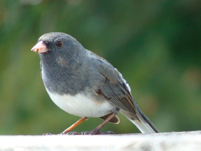 Birds of Conewago Falls in the Lower Susquehanna River Watershed: Dark-eyed Junco