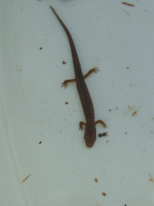 Amphibians of the Lower Susquehanna River Watershed: Northern Two-lined Salamander