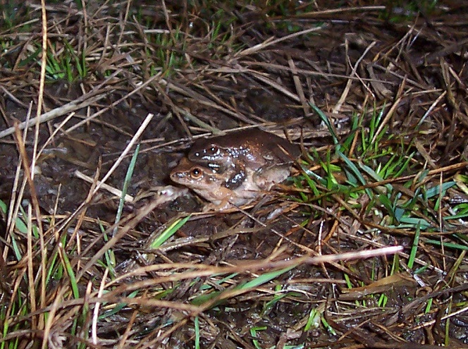 Amphibians of the Lower Susquehanna River Watershed: Spring Peepers