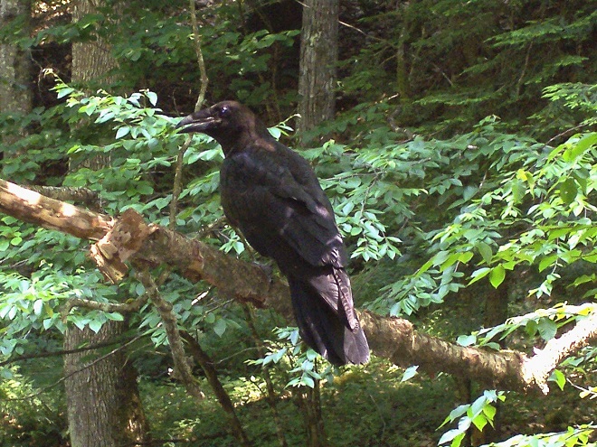 Birds of Conewago Falls in the Lower Susquehanna River Watershed: Common Raven