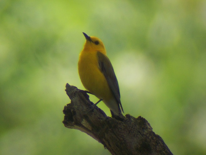Birds of Conewago Falls in the Lower Susquehanna River Watershed: Prothonotary Warbler