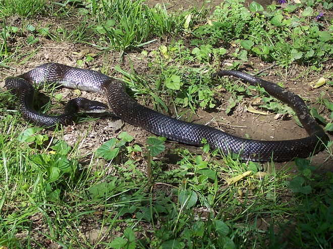 Snakes: Reptiles of the Lower Susquehanna River Watershed: Eastern Ratsnake