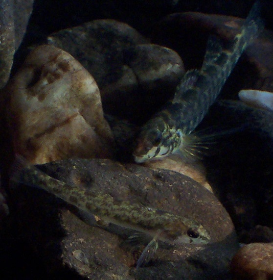 Fishes of the Lower Susquehanna River Watershed: Banded Darter and Tessellated Darter