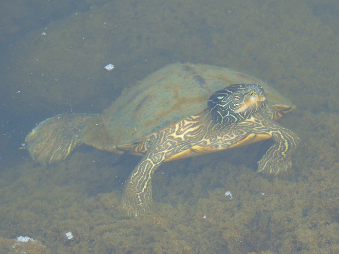 Turtles: Reptiles of the Lower Susquehanna River Watershed: Northern Map Turtle