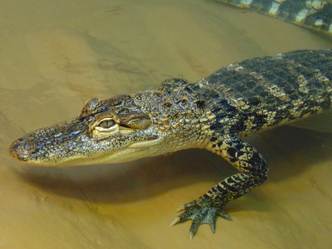 Reptiles of the Lower Susquehanna River Watershed: American Alligator