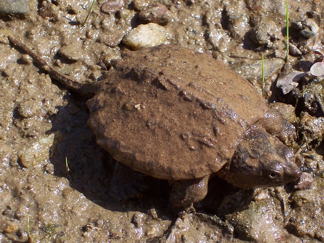 Turtles: Reptiles of the Lower Susquehanna River Watershed: young Snapping Turtle