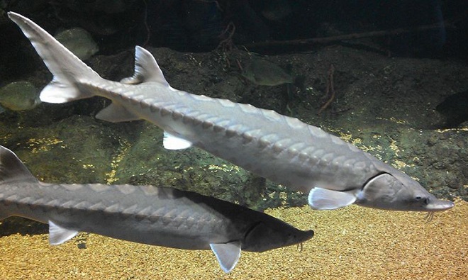 Fishes of the Lower Susquehanna River Watershed: Atlantic Sturgeon