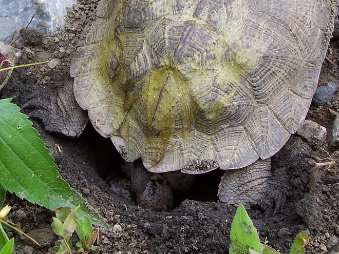 Turtles: Reptiles of the Lower Susquehanna River Watershed: Wood Turtle laying eggs. 