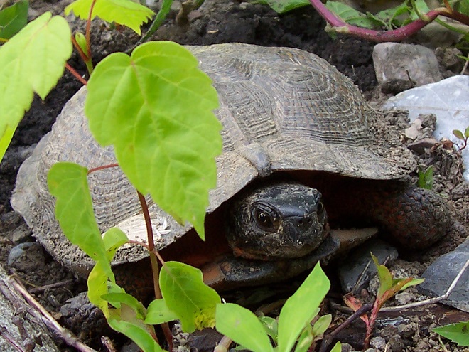 Turtles: Reptiles of the Lower Susquehanna River Watershed: Wood Turtle