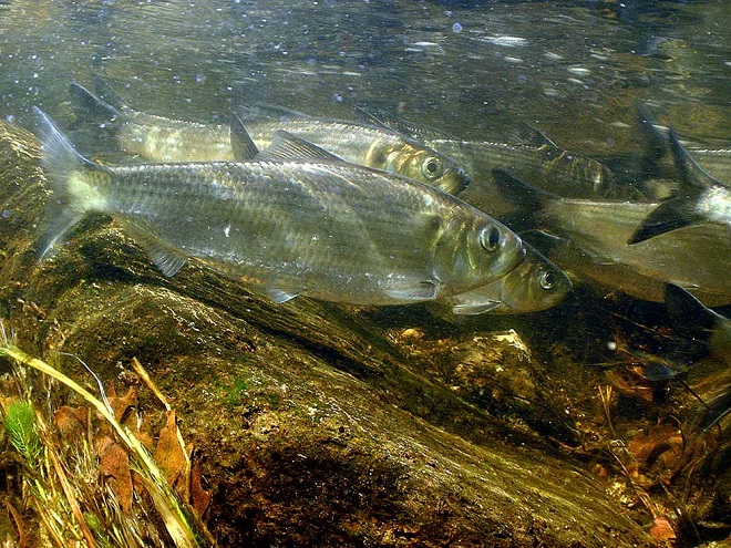 Fishes of the Lower Susquehanna River Watershed: Alewife