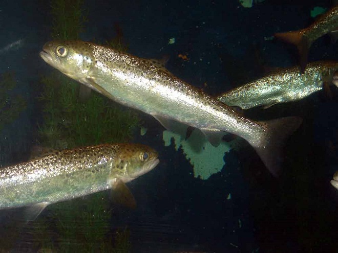 Fishes of the Lower Susquehanna River Watershed: Atlantic Salmon