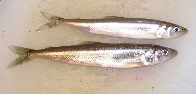Fishes of the Lower Susquehanna River Watershed: Rainbow Smelt