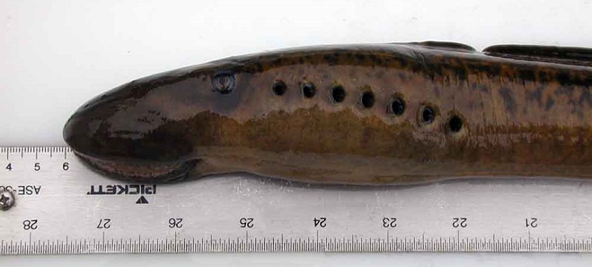 Fishes of the Lower Susquehanna River Watershed: Sea Lamprey