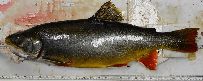 Fishes of the Lower Susquehanna River Watershed: "Splake"